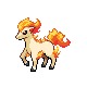 Ponyta