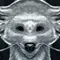 Avatar de Mr.Wouwou
