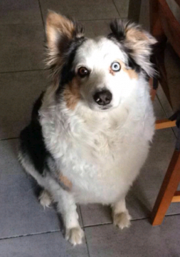 My dog = clickbait