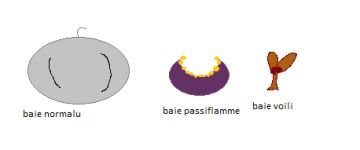 les baies incolores, normalu passiflamme et voili
