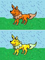 Chien errant sous la pluie.