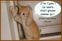 miaou