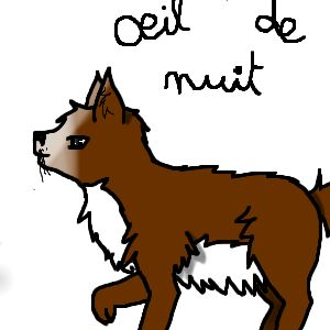 oeil de nuit