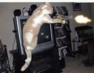 un chat tueur 