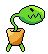 machoiplante