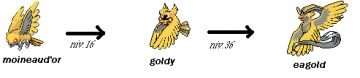 Les évolutions de Goldy