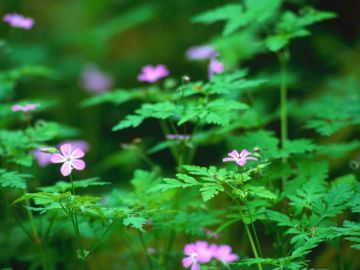 Belles fleurs