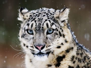 animal