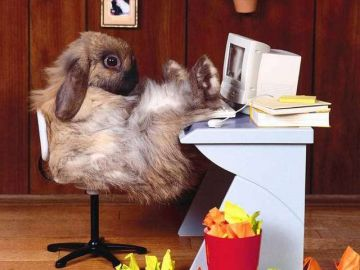 oh le beau lapin . oh le beau ordi !!!!!