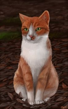 Chat