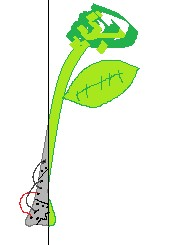 STARTER PLANTE