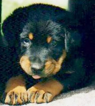 doberman 