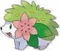 shaymin terrestre.