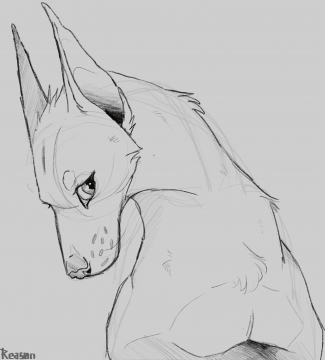 Doberman