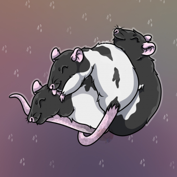 Manchette, Jumpy et Fortuna ~ Mes ratounes