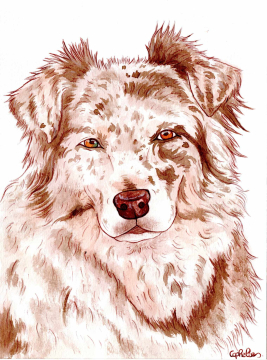 Aquarelle berger australien