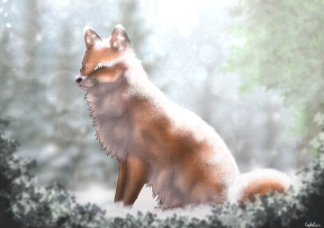 Renard roux ~ Neige