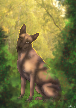 Malinois