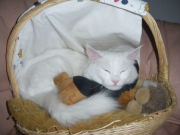 moufi