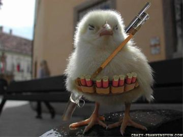 poussin!!