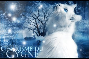 Charisme du Cygne