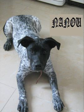 nanou 2