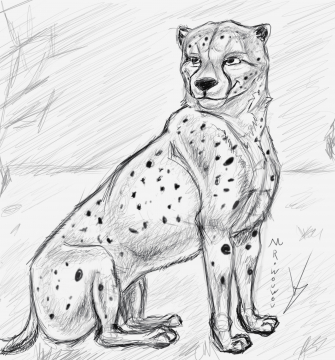 Croquis cheetah 