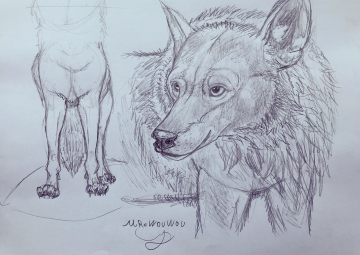 Croquis de loup