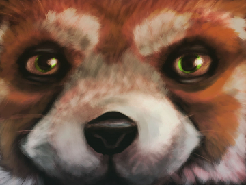 Red Panda Face 
