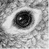 Conure molinae