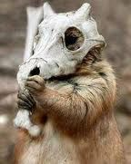 marmotte  pokemon