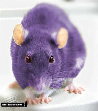 vrai ratata
