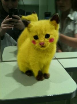 les pokémon arrive vraiment sur terre alor préparer vos pokébol