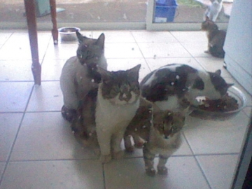 Cats