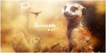 Commande d'un kit sur les Surricates x) 
