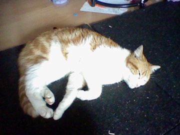 mon chat 