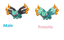 Bulbiflamme male et femelle