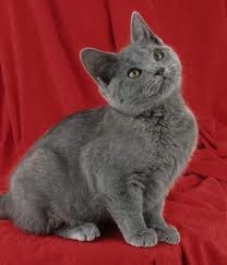 photo de mon chat