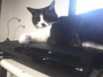 mon chat