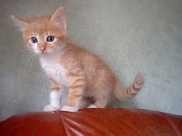 Mes Chatons(2)