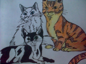 Chat, chat et encore chat!