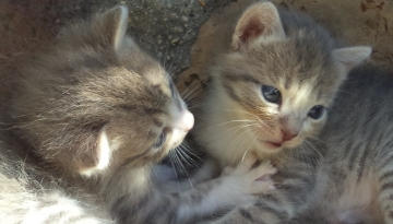 Mes chatons