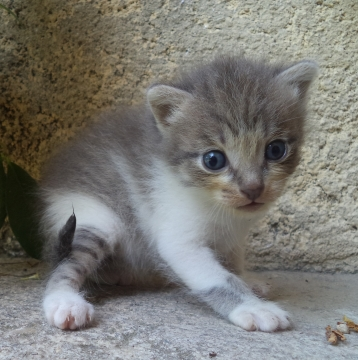 Mes chatons