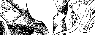 Alakazam.