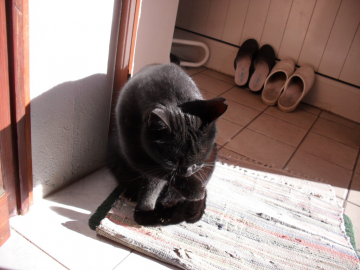 Clodomir  le Chat non botté tout de noir vétu , comme son copain , le chien Olivier