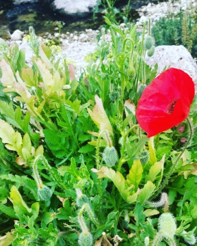 ~ Pétale de coquelicot