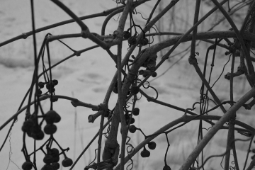 ~ Nature dénudée