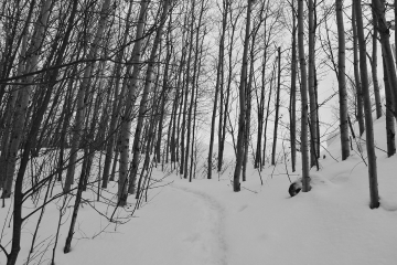 ~ Un chemin entouré d'arbre 