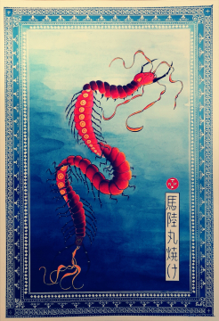 Scolocendre des eaux