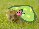 Un vrai shaymin?